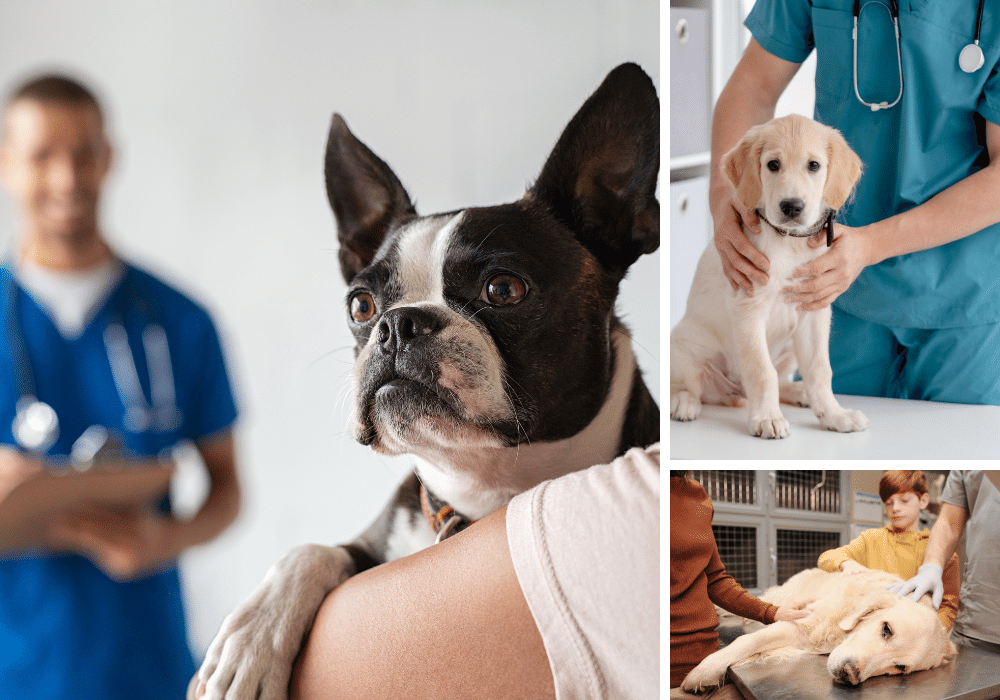 4 Vaccines Your Puppy Needs: A Must-Read Guide to Your Pup's Vaccination Schedule