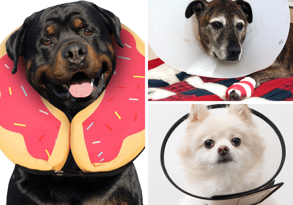 3 Elizabethan Collars for Dogs--Unleash the Inner 'Cone of Shame'!