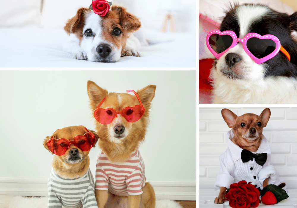 Puppy Love! Top 10 Valentine's Day Outfits for Your Dog This Year