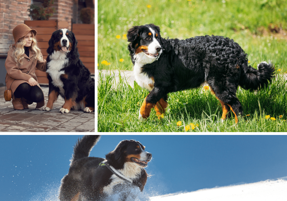 Why Everyone is Falling in Love with Bernese Mountain Dogs