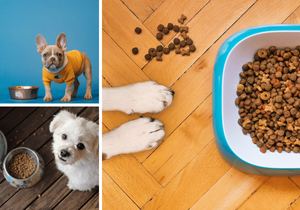 8 Lamb and Rice Dog Foods: Which One is a Tail-Waggin' Treat For Your Pooch?