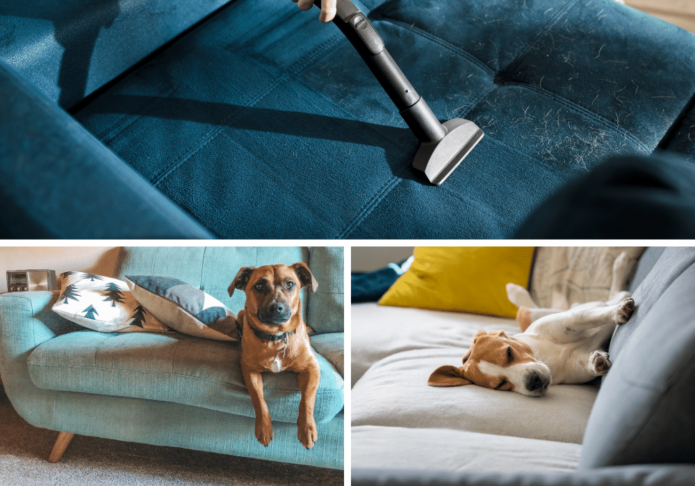 5 Best Scat Mats to Keep Your Dog Off the Couch