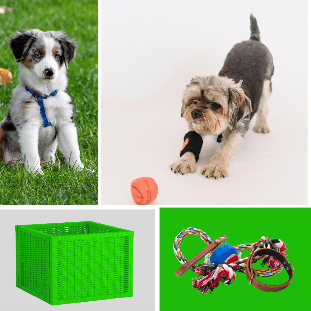 Toy Boxes for Your Dog Clean Up Quick