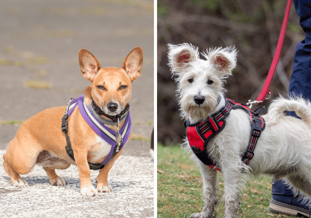 Best Harnesses for Little Dogs