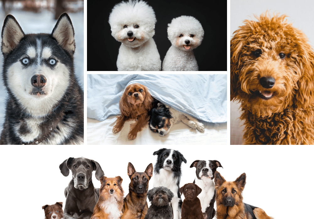 Dog Breeds Explained in Simple Terms