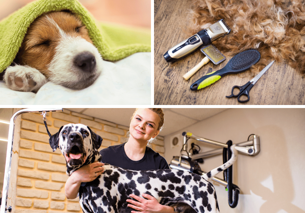 How to Groom Your Dog at Home The Tools You Need