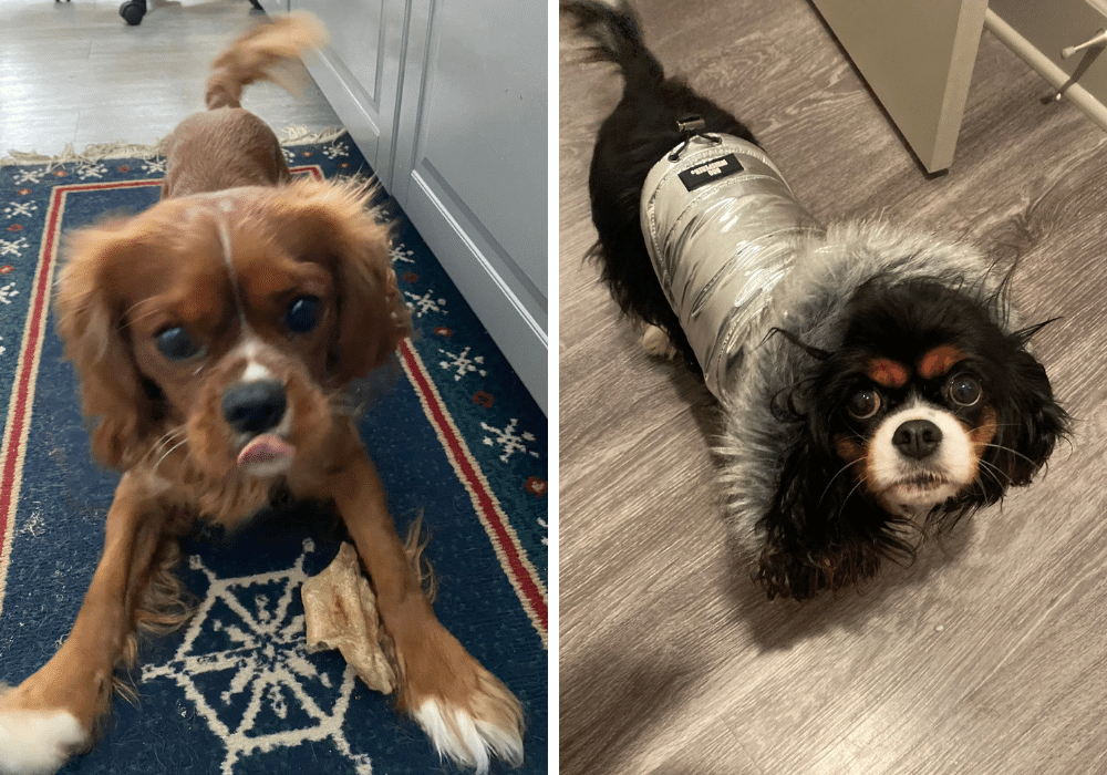 Rory and Karen - King Charles Cavaliers