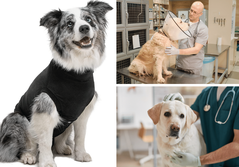 Dog Recovery Suits An Alternative to an ECollar