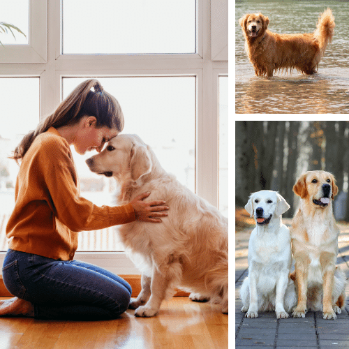 Golden Retriever Spaniels - Great Family Dogs