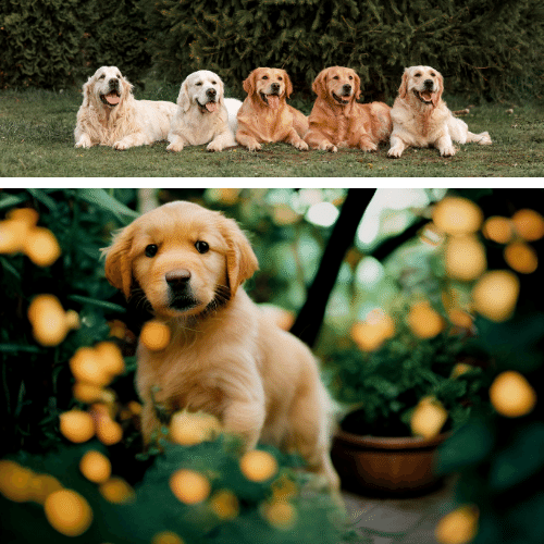 Golden Retrievers are Beautiful Dogs