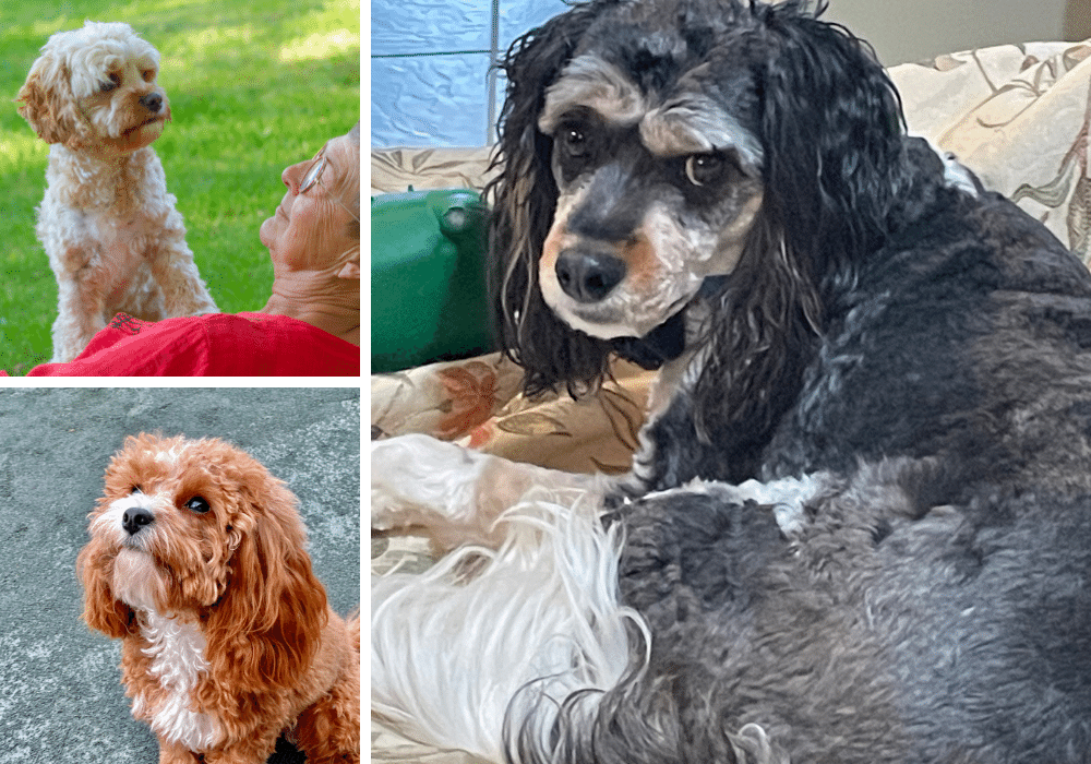 The Many Faces of a Cavapoo