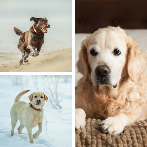 Labrador Retrievers - Fun at All Ages