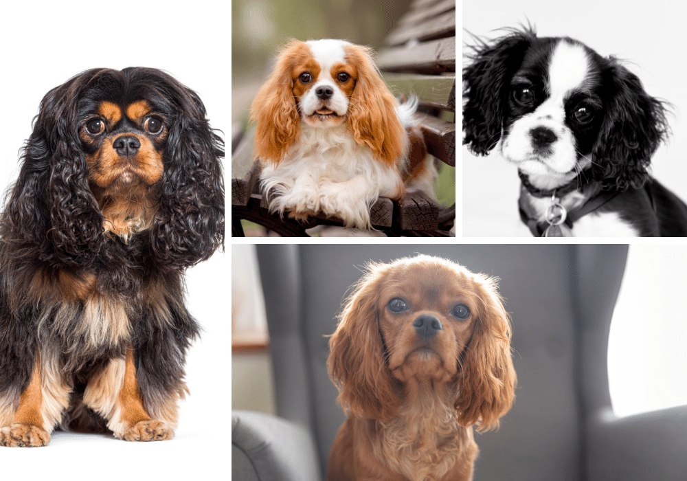 Cavalier King Charles AKC Standard Colors