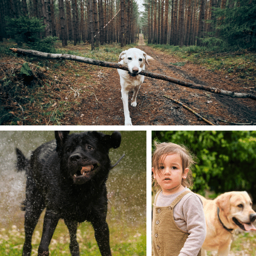 Everyone's Favorite Dog - Labrador Retrievers