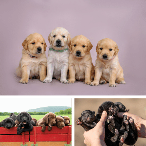 Labrador Retriever Puppies