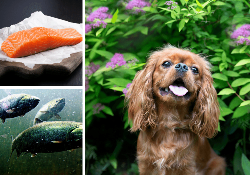 Salmon Oil Supplements for Dogs What's That All About?