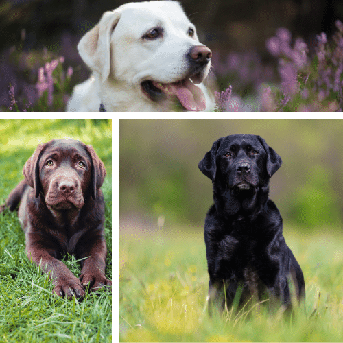 Labrador Retrievers - Yellow, Chocolate and Black