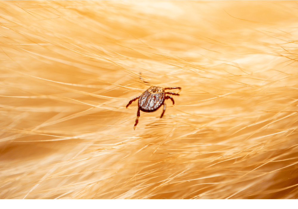 Tick on Dog Hair