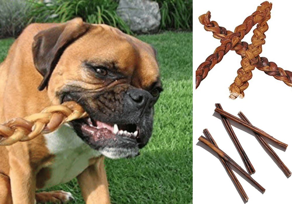 Are Bully Sticks A Great Treat for Your Dog?