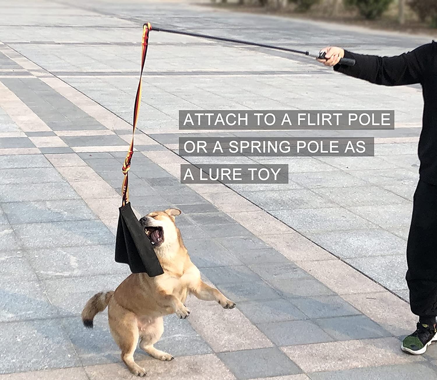 3 Flirt Poles for Dogs: Which One Will Put a Bigger Wiggle in Your Pooch's Tail? (Plus Bonus Replacement Toys!)