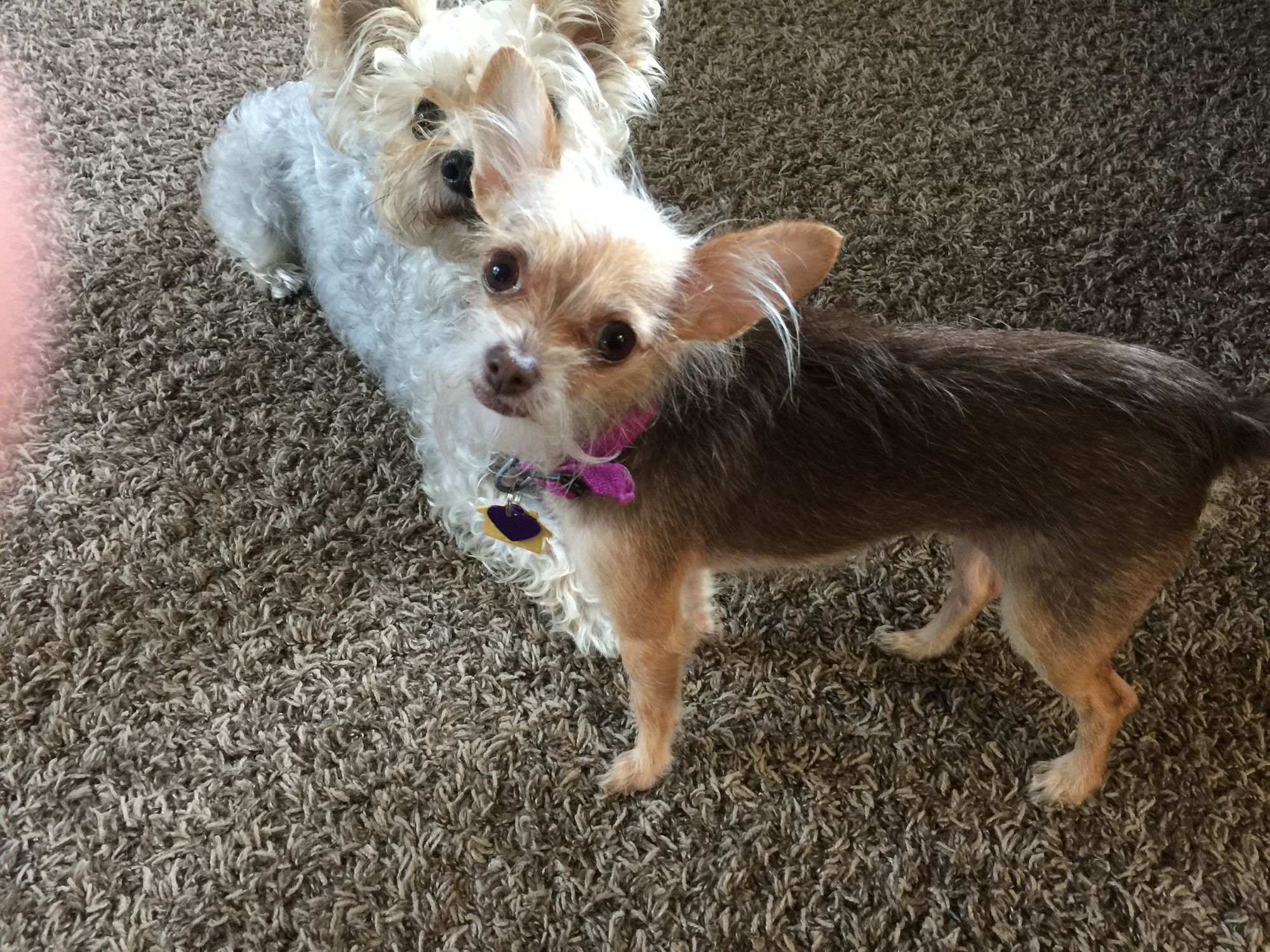 Yorkipoos - The Cutest Dogs You've Never Heard Of!