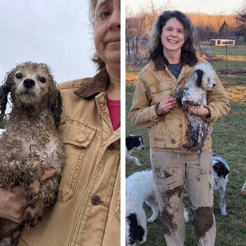 My Mini Poodle, Thelma, After Chasing Chickens!