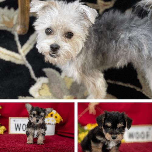 Morkies are Adorable Toy Pups - credit: Michigan Puppies