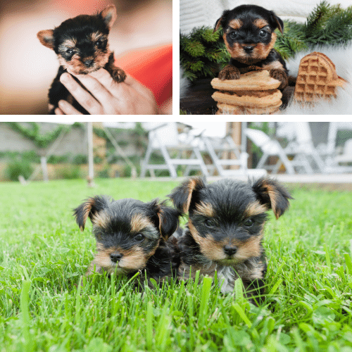 Everything You Need to Know About Yorkshire Terriers