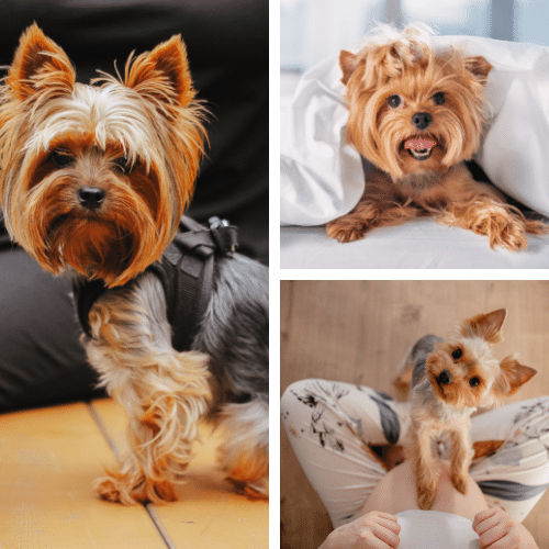 Everything You Need to Know About Yorkshire Terriers