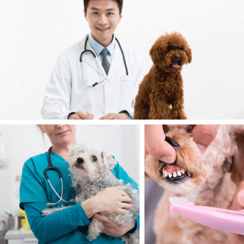 Healthcare for Your Mini Poodle