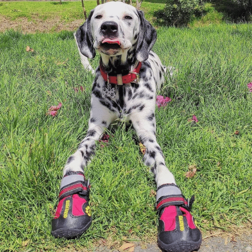 Put Your Pup's Paws In These 5 Dog Booties: A Paw-some Review!