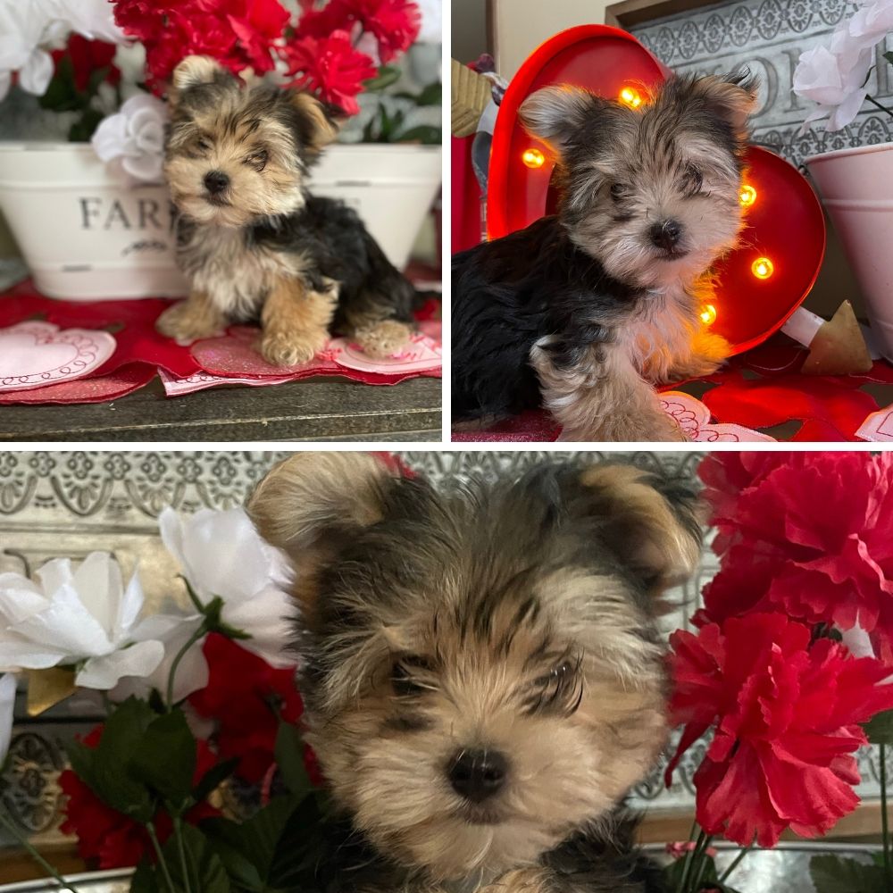 This Morkie Looks A Lot Like a Yorkshire Terrier