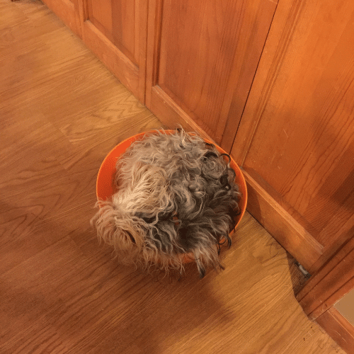Our Yorkipoo, Little Bit, Asleep in Her Bowl!