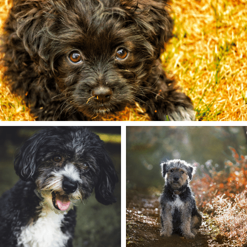 The Many Faces of a Yorkipoo