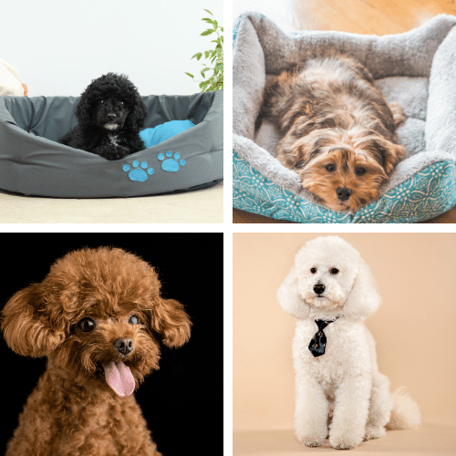 Mini Poodles Come in Many Different Colors
