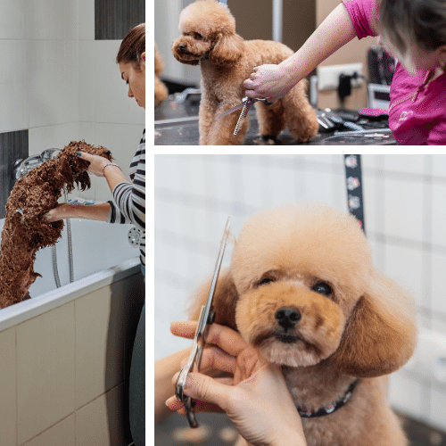 You Can Groom Your Poodle at Home - Or Have a Professional Do It