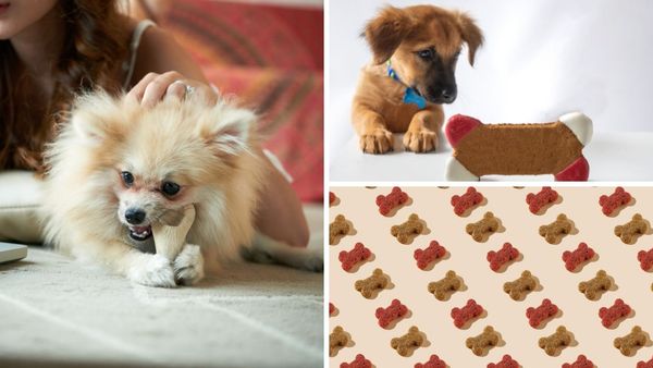 Best 8 Dental Dog Chews (and one you should avoid!)