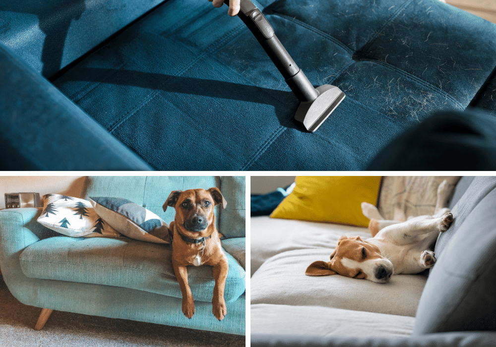Woof! 5 Dog-Friendly Solutions to Get Your Furry Friend Off the Couch