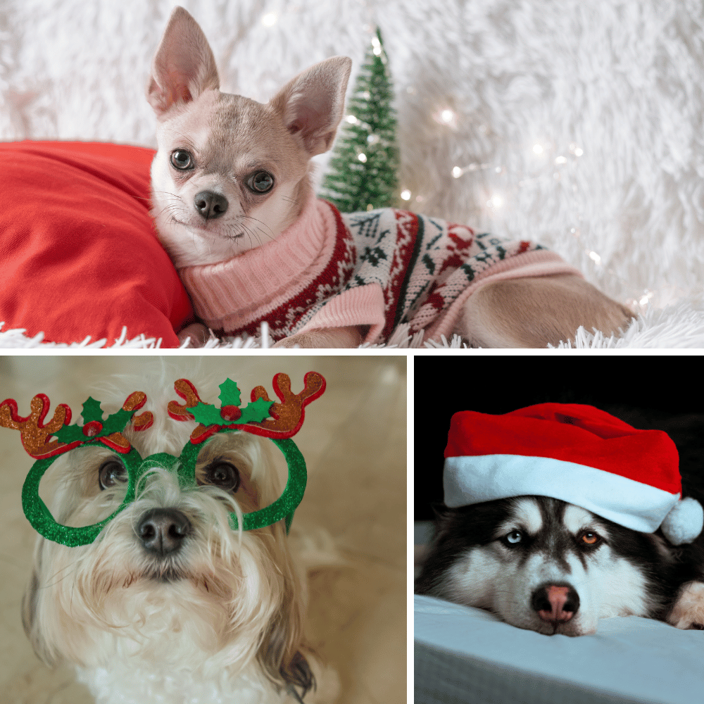 Cutest holiday-wear for your dog