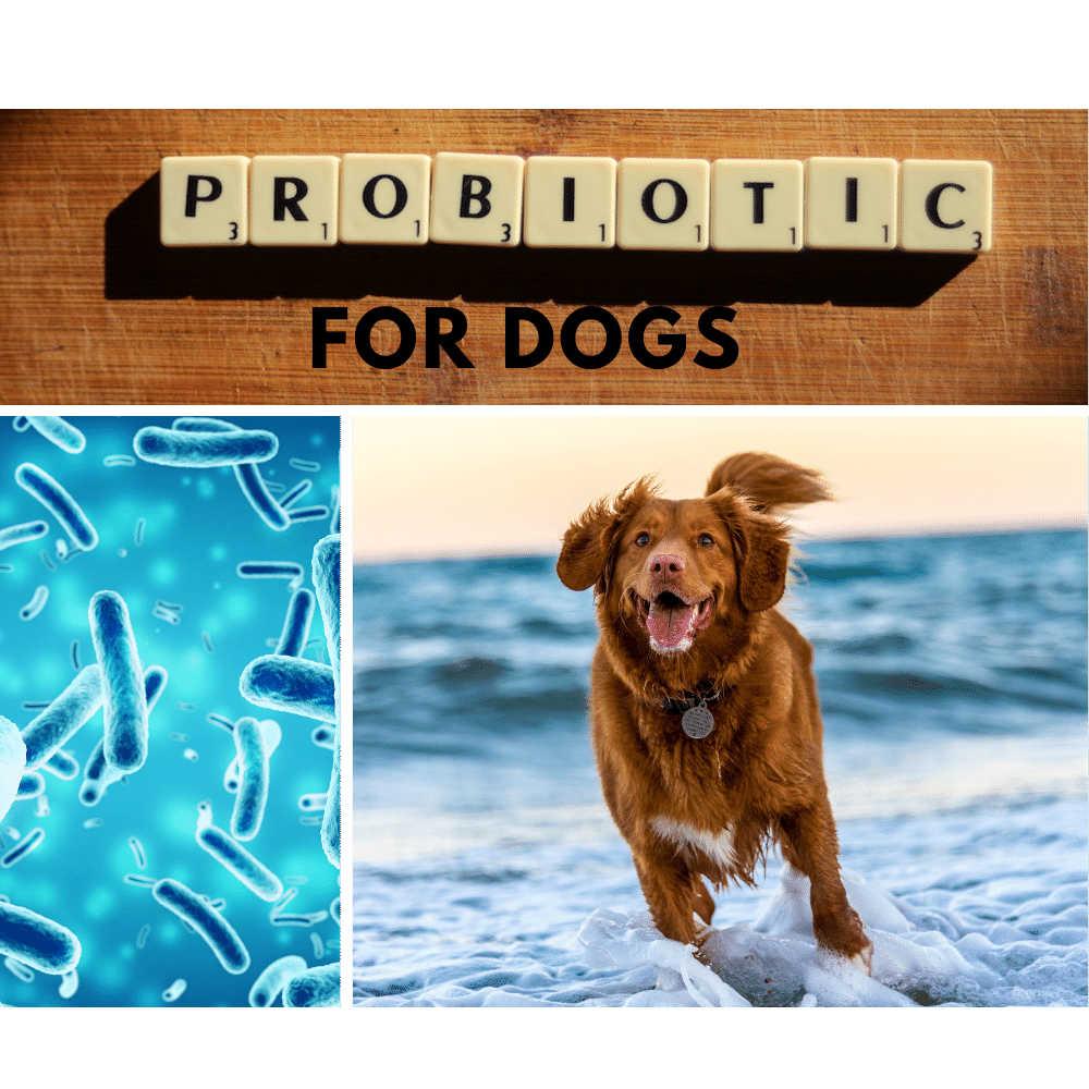 Do Probiotics Help Dogs? What You Need to Know About Beneficial Bacteria For Pets