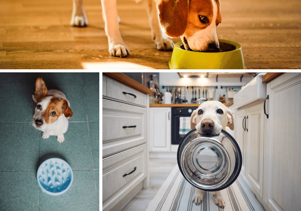 Slow Down Fido! 5 Slow Feeders To Calm Your Hungry Hound
