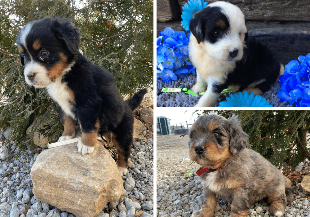 The All-Around Awesome Bernedoodle: A Guide to the Breed
