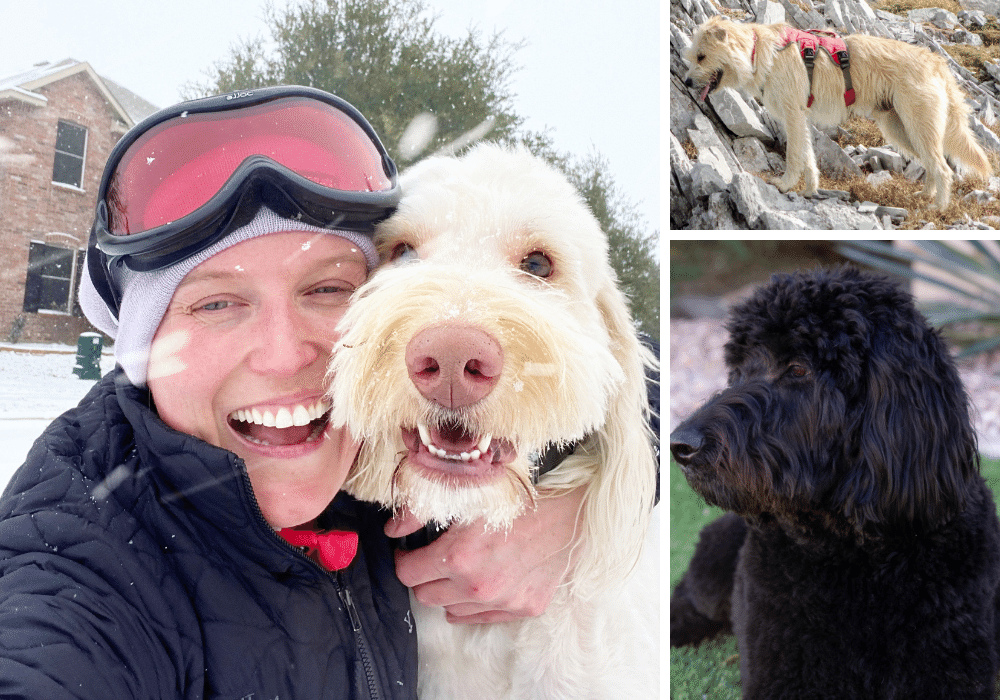 Everything You Need to Know About the Adorable Goldendoodle