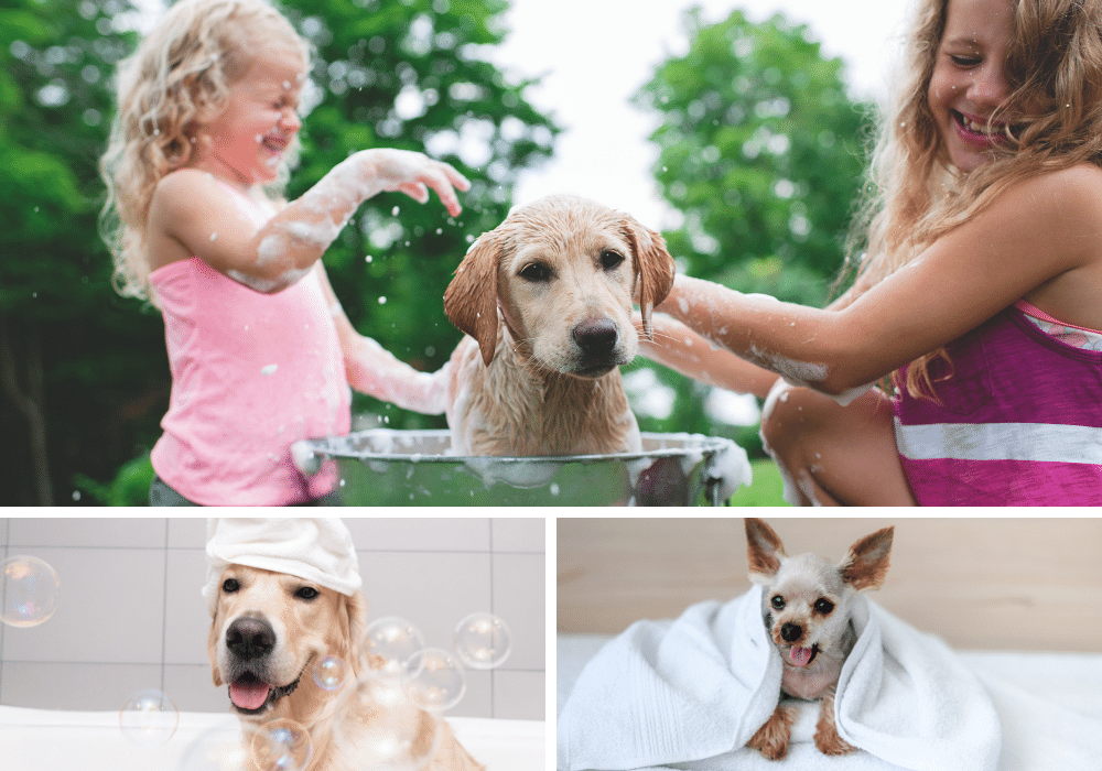 10 Oatmeal Shampoos That Will Make Your Dog Feel Like Royalty!