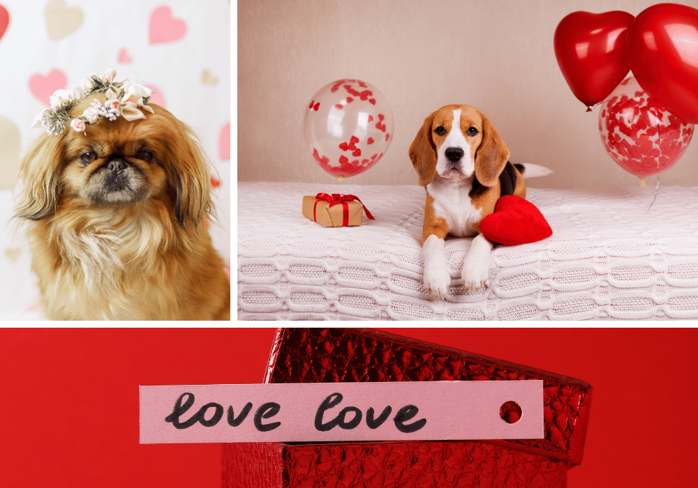 Romancing Your Pooch: Top 10 Valentine's Toys for Your Pup