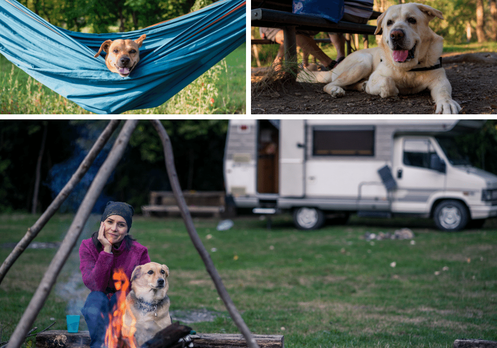 Fido Ready For Adventure? Check Out These Top 10 Dog Camping Gear Picks! Part 1 of 2