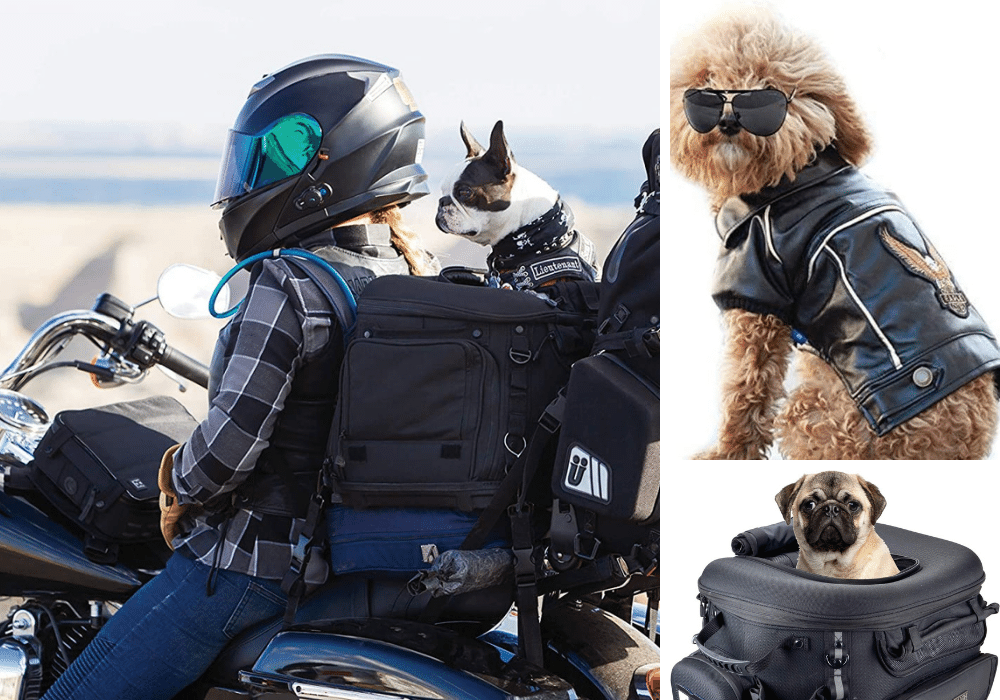 Rev Up Your Furry Best Friend's Adventure: Motorcycle Dog Carrier Review + One Motorcycle Jacket For Rover!