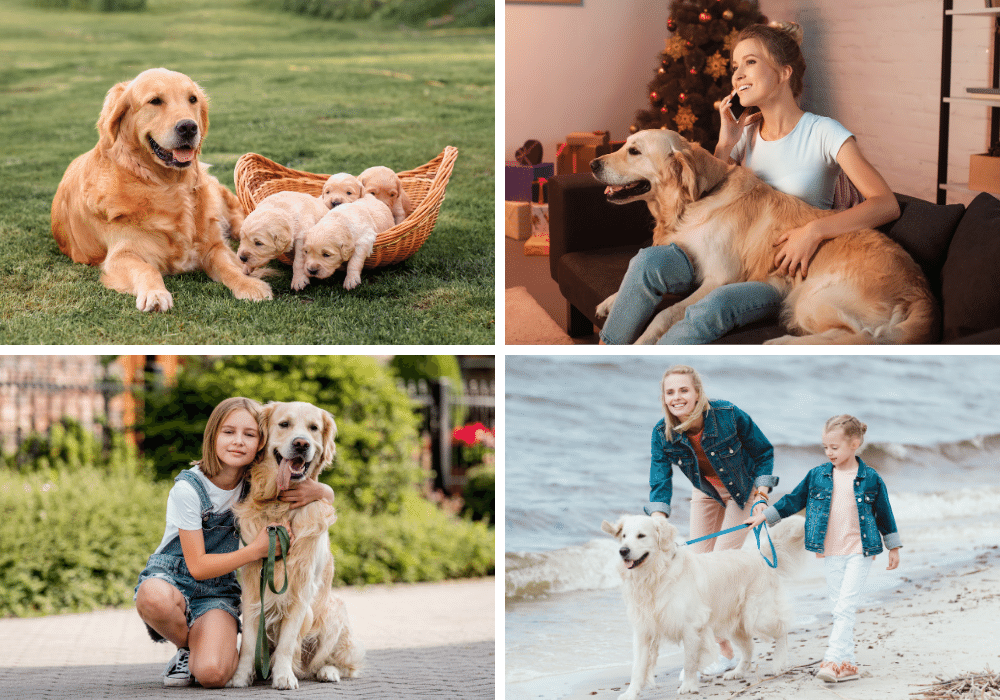 All the Reasons You Should Own a Golden Retriever