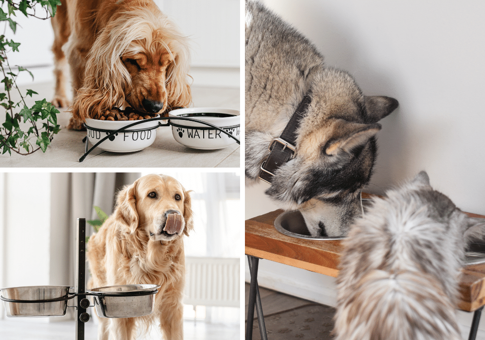7 Raised Pet Bowls Tested: Find The Perfect Height For Fido's Feeding Needs