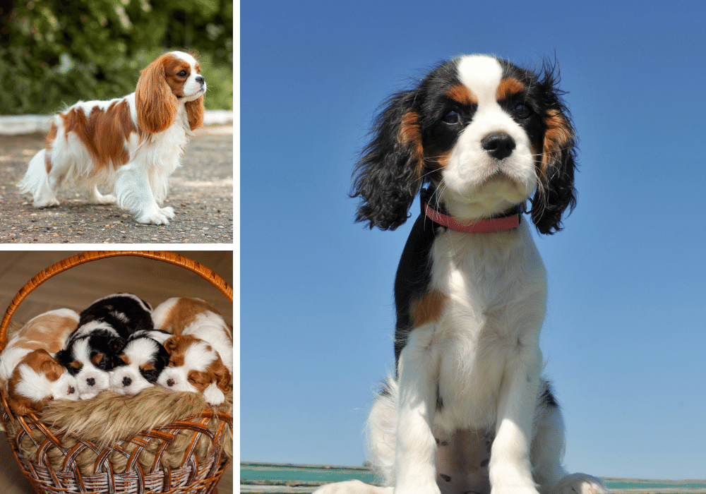 The Royal Court of King Charles Cavaliers